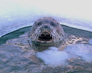 Preview wallpaper seal, hole, mustache, ice, sea