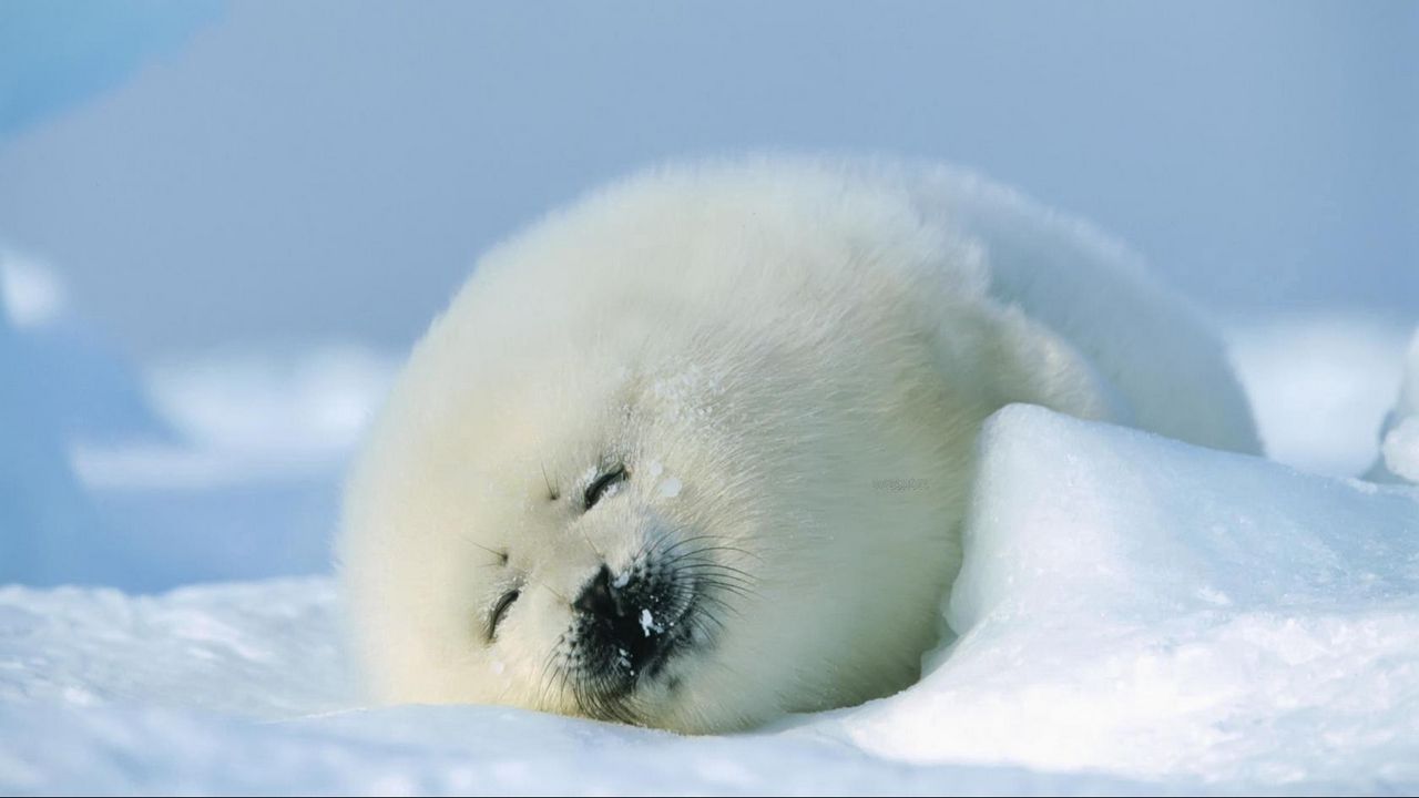 Wallpaper seal, red, sleep, snow