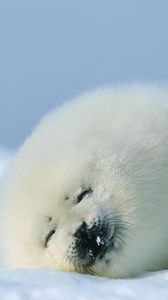 Preview wallpaper seal, red, sleep, snow