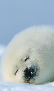 Preview wallpaper seal, red, sleep, snow