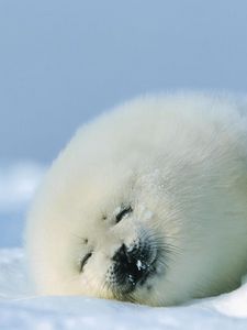 Preview wallpaper seal, red, sleep, snow