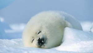 Preview wallpaper seal, red, sleep, snow