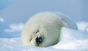 Preview wallpaper seal, red, sleep, snow