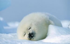 Preview wallpaper seal, red, sleep, snow