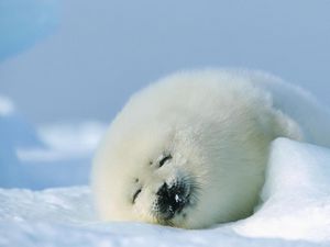 Preview wallpaper seal, red, sleep, snow