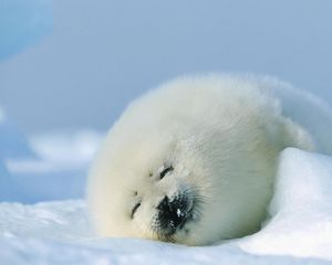 Preview wallpaper seal, red, sleep, snow