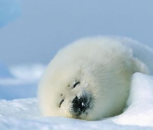 Preview wallpaper seal, red, sleep, snow