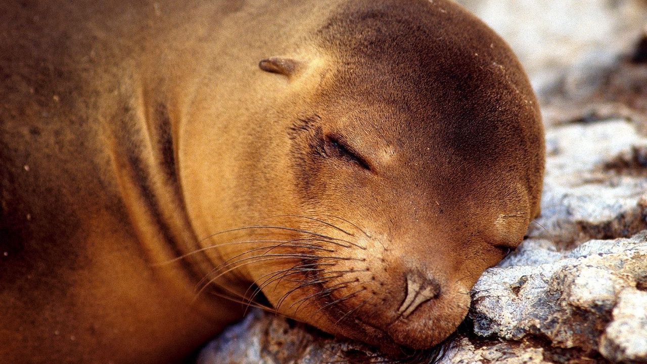 Wallpaper seal, sleeping, snout, animal