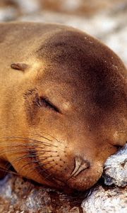 Preview wallpaper seal, sleeping, snout, animal