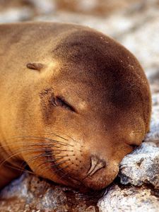 Preview wallpaper seal, sleeping, snout, animal