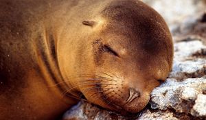 Preview wallpaper seal, sleeping, snout, animal