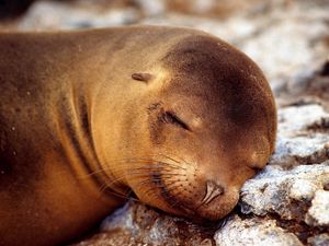 Preview wallpaper seal, sleeping, snout, animal