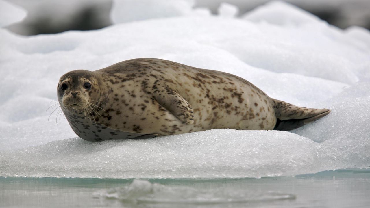 Wallpaper seal, snow, ice, rest