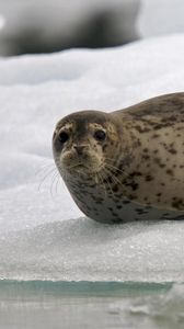 Preview wallpaper seal, snow, ice, rest