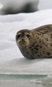 Preview wallpaper seal, snow, ice, rest