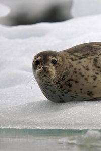 Preview wallpaper seal, snow, ice, rest