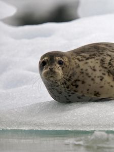 Preview wallpaper seal, snow, ice, rest