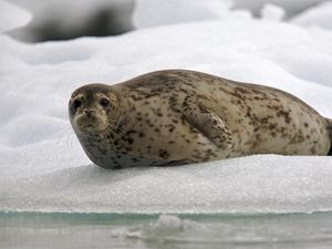 Preview wallpaper seal, snow, ice, rest