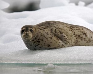 Preview wallpaper seal, snow, ice, rest