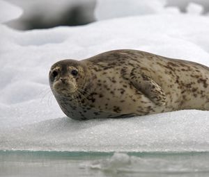 Preview wallpaper seal, snow, ice, rest