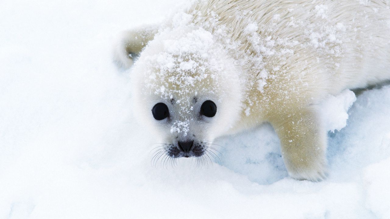 Wallpaper seal, snow, looks