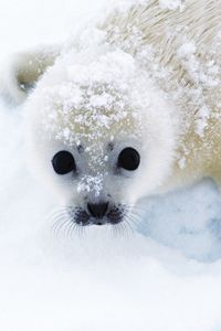 Preview wallpaper seal, snow, looks