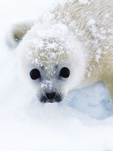 Preview wallpaper seal, snow, looks