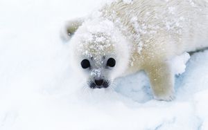 Preview wallpaper seal, snow, looks