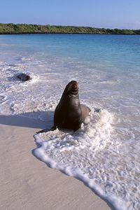 Preview wallpaper seal, surf, ocean, sand