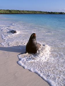 Preview wallpaper seal, surf, ocean, sand