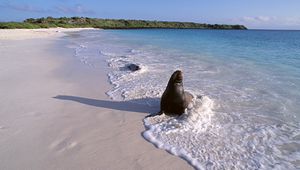 Preview wallpaper seal, surf, ocean, sand