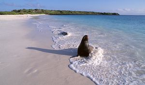 Preview wallpaper seal, surf, ocean, sand