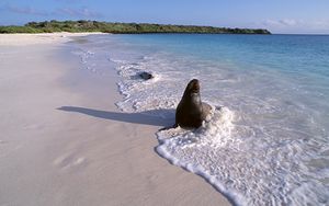 Preview wallpaper seal, surf, ocean, sand