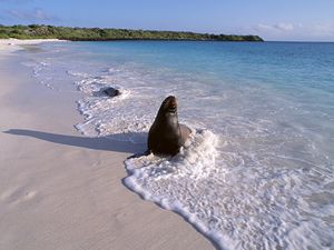 Preview wallpaper seal, surf, ocean, sand