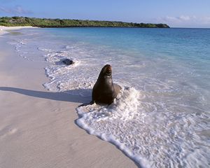 Preview wallpaper seal, surf, ocean, sand