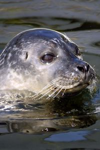 Preview wallpaper seal, water, swim