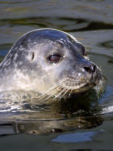 Preview wallpaper seal, water, swim