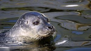 Preview wallpaper seal, water, swim