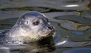 Preview wallpaper seal, water, swim