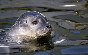 Preview wallpaper seal, water, swim