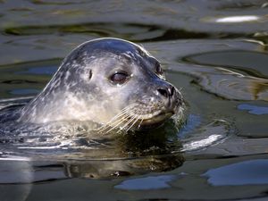 Preview wallpaper seal, water, swim