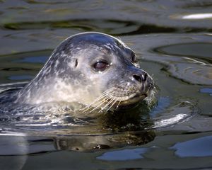 Preview wallpaper seal, water, swim