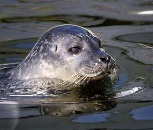 Preview wallpaper seal, water, swim