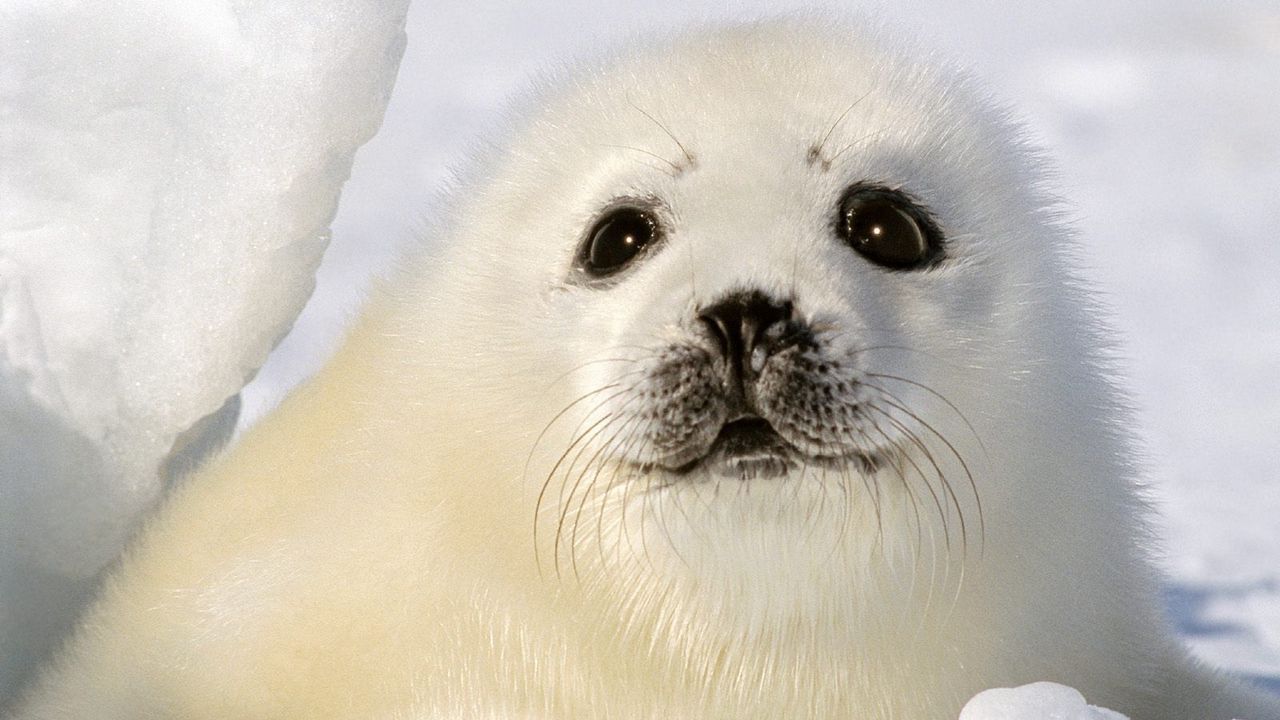 Wallpaper seal, white, funny, kid