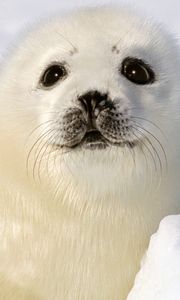 Preview wallpaper seal, white, funny, kid