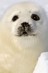 Preview wallpaper seal, white, funny, kid