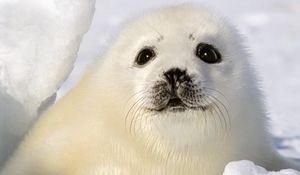 Preview wallpaper seal, white, funny, kid