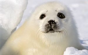 Preview wallpaper seal, white, funny, kid