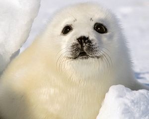 Preview wallpaper seal, white, funny, kid