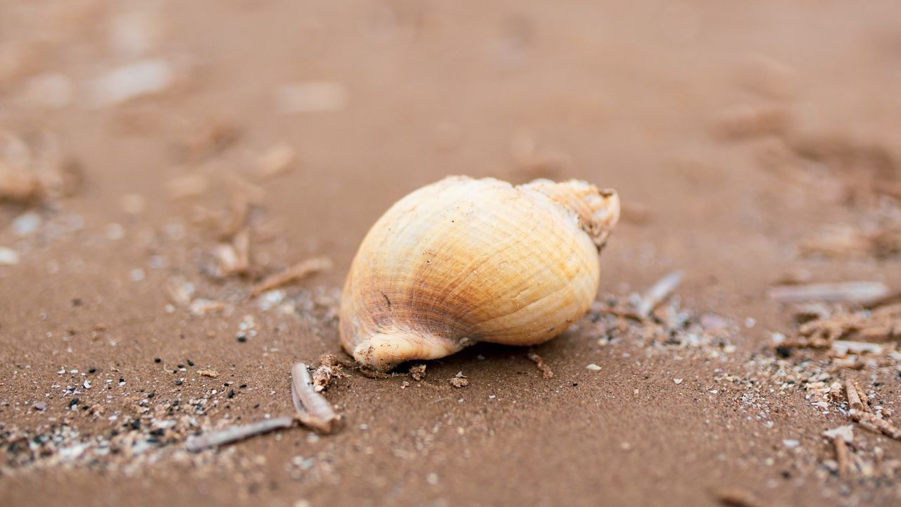 Wallpaper seashell, beach, sand, coast